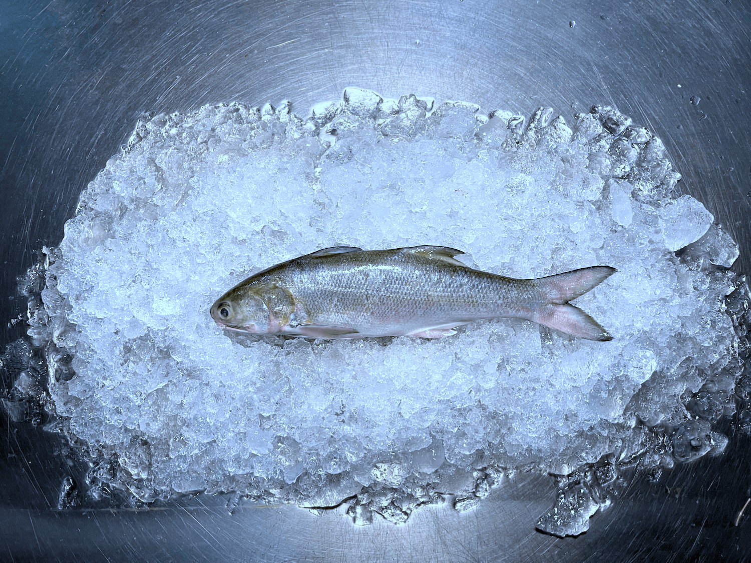 Threadfin (Ngor Her) 午鱼 - The Good Fish
