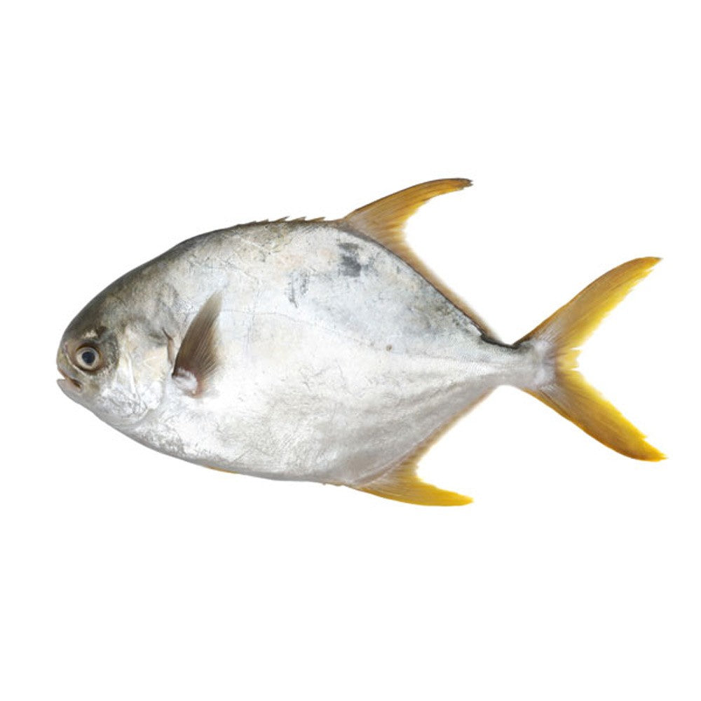金鲳鱼 |金鱼