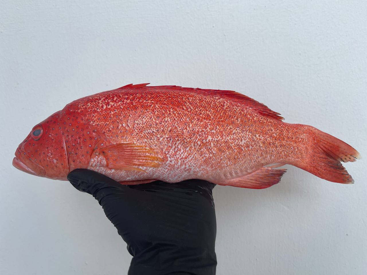Dong Xin Red Grouper |东星斑