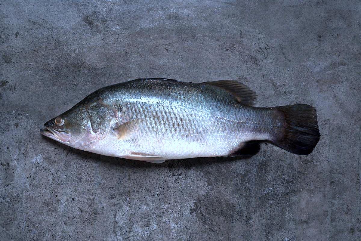鲈鱼 (Barramudi)|金目鱼